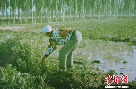 1989年，顾秀珍老人在农一师棉花地浇水场景。(翻拍照片) 胡浩浩 摄