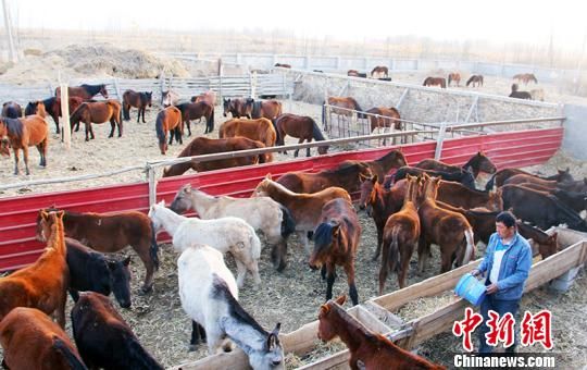 养殖户正忙碌着给马匹喂草料。　贾洪明 摄