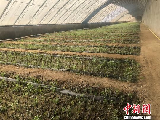 明年，18万株培育成功的沙棘苗将进入当地农牧民家中种植。　勉征 摄