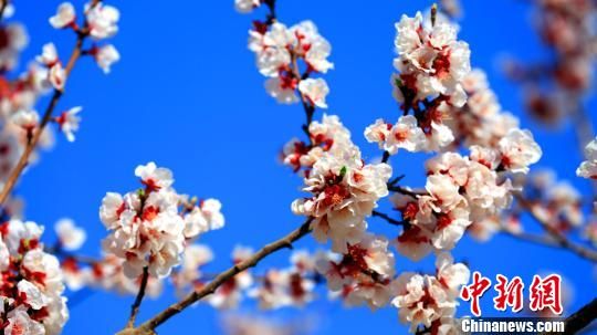托克逊县是新疆天山南北最早迎来春天的地方，是新疆春天的“第一站”。　胡国凯 摄