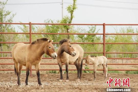 2019年产下第一匹马驹后，野马中心栏养野马存栏数增加到了90匹。　付金霞 摄