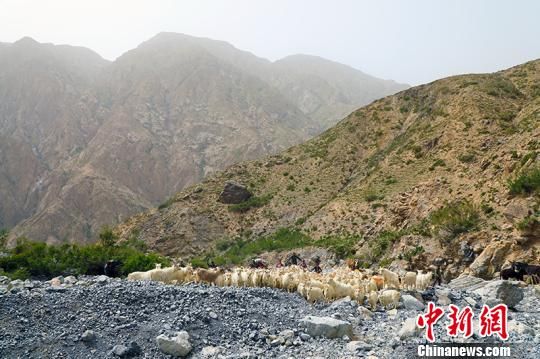 牧民赶着羊群通过山谷。　盛月 摄
