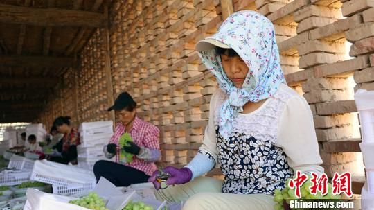 2018年，鄯善县共销售鲜食葡萄17.51万吨，全县农民葡萄人均纯收入4000元。　王小军 摄