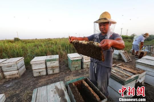 在尉犁县墩阔坦乡琼库勒村一处养蜂场，养蜂人正在蜂板上查找蜂王。　庞博 摄