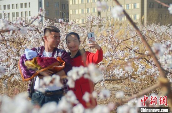 在吐鲁番的一片杏花中,一家三口赏花自拍。 苟继鹏 摄 在吐鲁番的一片杏花中,一家三口赏花自拍。 苟继鹏 摄
