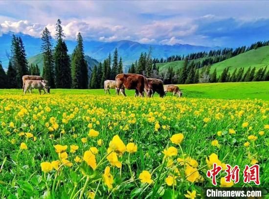 5月新疆空中草原那拉提景区，绿草如茵。　张婧 摄