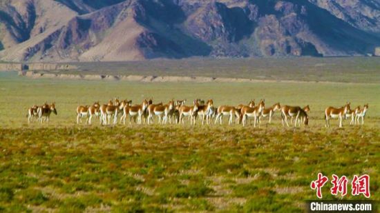 藏野驴是阿尔金山国家级自然保护区三大有蹄类的保护动物之一。它的保护数量从2012年的2万多头，到现在的5万多头。　刘雨珊 摄