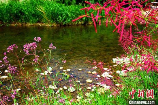 红花、绿苇、河水相互点缀，构成美丽景色。　杨厚伟 摄