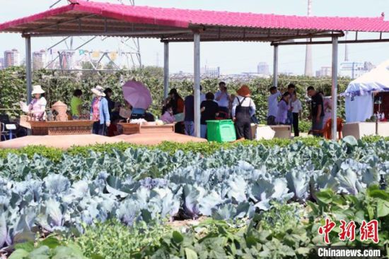 新疆兵团第十二师三坪农场一连兴鑫创业农业专业合作社抢收蔬菜供货市场。　高军鹏　摄