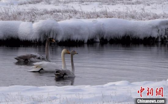 寒冬腊月 新疆巴音布鲁克草原天鹅与白雪相映成趣