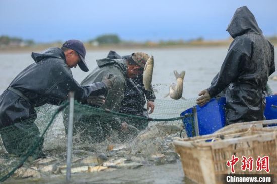 新疆呼圖壁：魚豐收 漁民忙