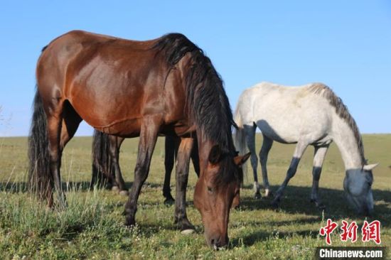 秋草“肥”馬牛 新疆昭蘇草原迎來一年最美季