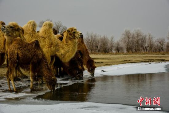 新疆尉犁縣境內塔克拉瑪干沙漠雪景美如畫