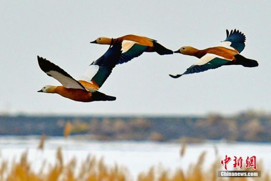 新疆克拉玛依吸引大批迁徙候鸟“歇脚”
