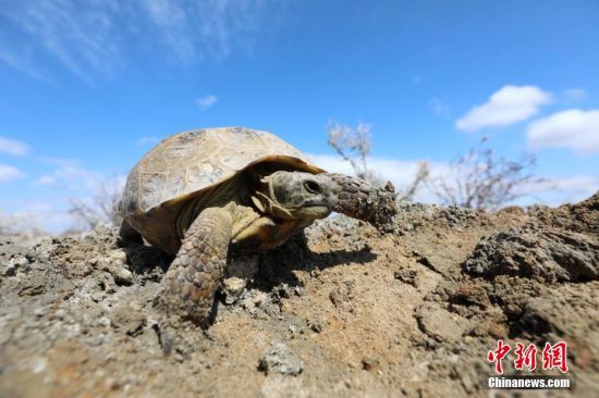 新疆艾比湖湿地国家自然保护区现国家一级保护动物四爪陆龟