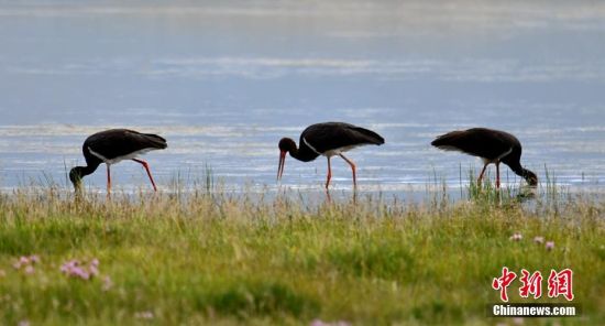 新疆巴音布鲁克湿地发现国家一级保护濒危鸟类黑鹳