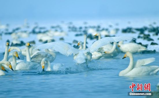 新疆玛纳斯国家湿地公园大批天鹅飞抵越冬