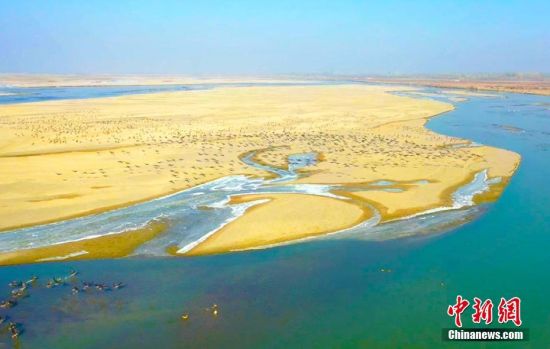 新疆塔里木河支流阿瓦提河段成為鳥類棲息樂園