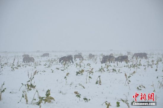 新疆那拉提草原迎降雪