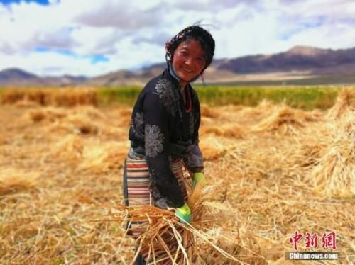 青藏高原古老青稞产业之变：单一种植迈向大产业链