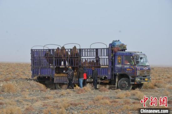 甘肃敦煌西湖保护区放归攻击性野骆驼 配备GPS项圈适时监测