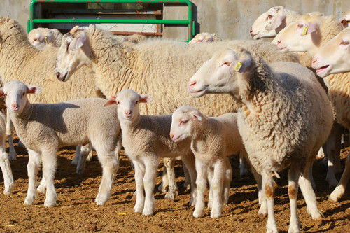 改良二代生产母羊和三代羊羔。