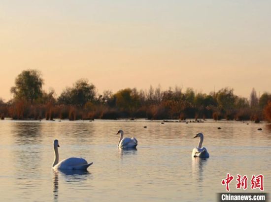 首批天鹅飞临伊犁河国家湿地公园内的芳草湖栖息。　史恭敬 
