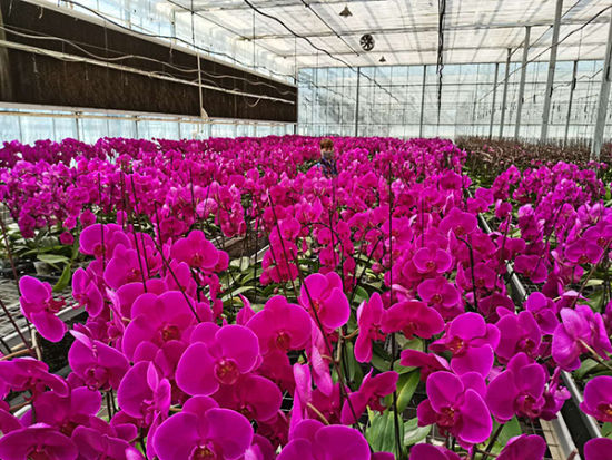 在五一农场现代农业示范园内，温室蝴蝶兰花开正艳。