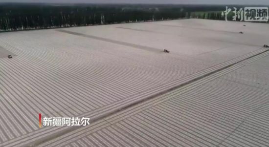 空中俯瞰中国优质万亩棉基地