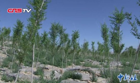 新疆农民发明无灌溉造林技术 专利无偿公开