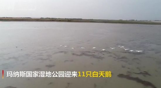 新疆玛纳斯湿地迎今年首批白天鹅 连续9年来此越冬