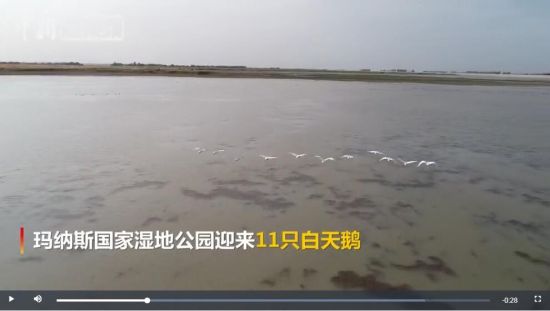 新疆玛纳斯湿地迎今年首批白天鹅 连续9年来此越冬