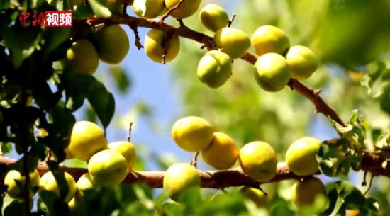 新疆的“杏花村”：杏子產業助當地農民脫貧增收