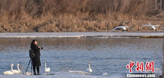 三月上旬，新疆和静县开都河流域气温逐渐回升，从远处迁徙来的天鹅在此嬉戏飞翔，俨然成为了天鹅的世界，当地人称这里为“天鹅湾”。摄影爱好者拍摄天鹅。　李冰　摄
