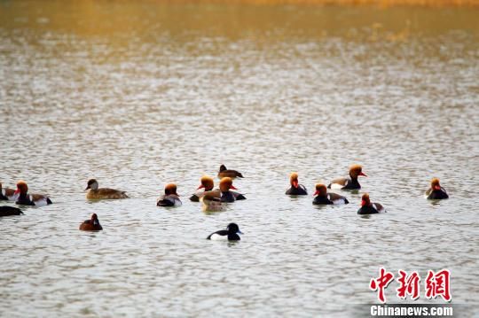 随着天气逐渐转暖，在新疆托克逊县白杨河公园内，上百只白鹭、鸬鹚、野鸭子等珍稀候鸟在这里嬉戏觅食。李靖海 摄