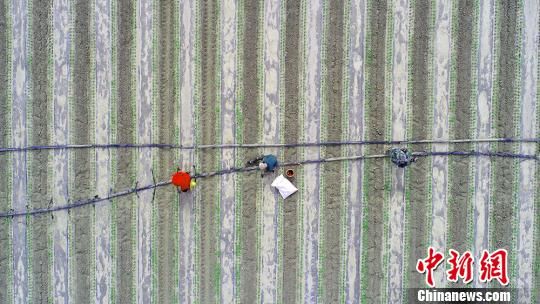 从高空看广袤棉田抗旱加压节水管网铺设，场面壮观。　杜炳勋 摄