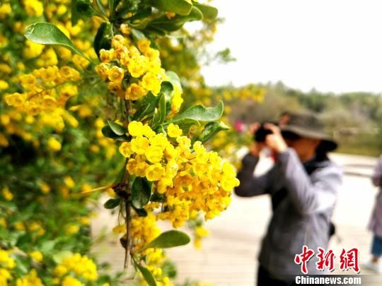 沙棘林中小檗花开吸引游客驻足拍照。　李梦婷 摄