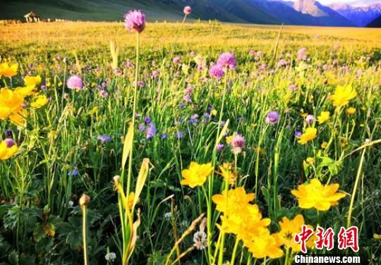 进入7月中旬以来，新疆巩乃斯草原各种花儿竞相开放，在漫山遍野目不暇接的美景中，一团团、一族族的花儿绚丽多姿，娇艳欲滴，宛如仙境。　史玉江　摄