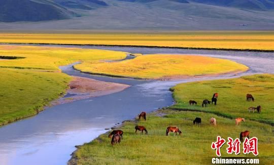 8月初，正值夏秋交接之际，天气依然热度不减，新疆巴音布鲁克草原景色怡人。　肖永浩 摄