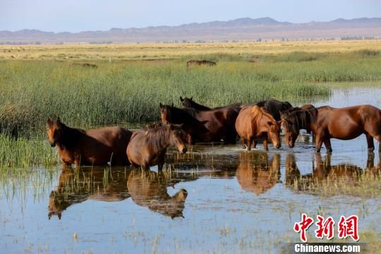成群的马匹在湿地内，悠闲地漫步、喝水。　达吾提·热夏提 摄