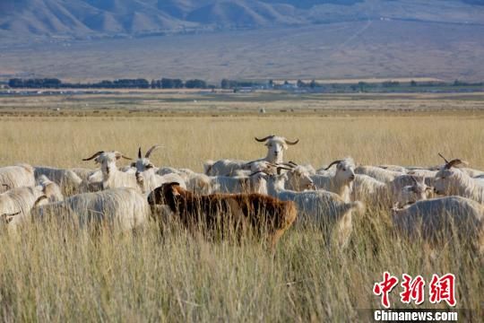 湿地内，悠闲觅食的羊群。　达吾提·热夏提 摄