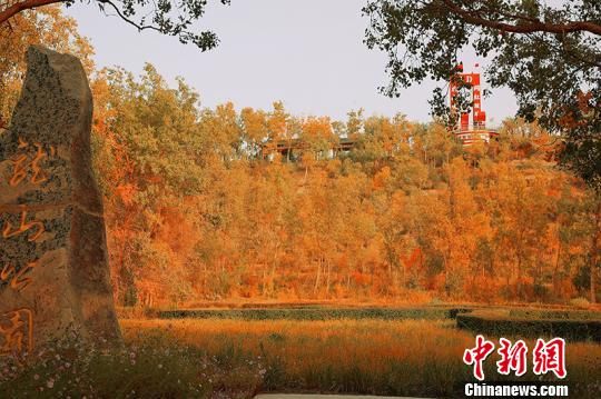 新疆库尔勒十万亩山林“披黄着金” 呈现“醉”美秋色