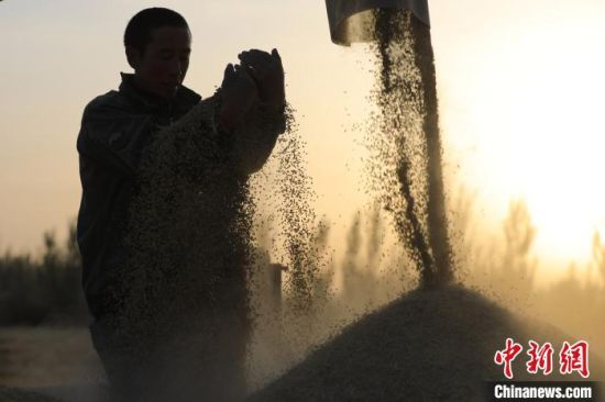 村民每亩水稻的收入从去年的六七百元，跃升为今年的千元左右，实现农业增效、农民增收。　王重阳　摄