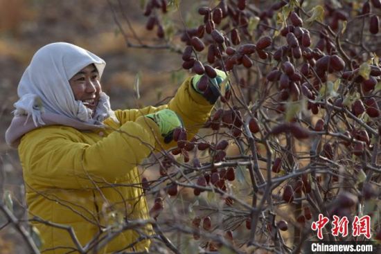和硕县曲惠镇农民在采摘红枣。　确·胡热　摄