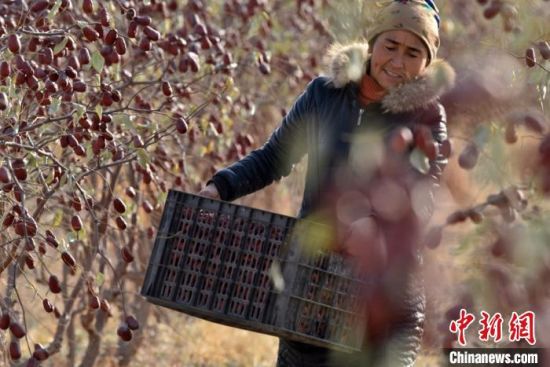 和硕县曲惠镇农民在搬运已采摘好的红枣。　确·胡热 摄
