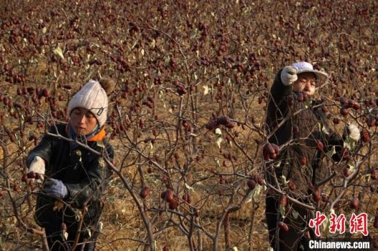 和硕县曲惠镇农民在采摘红枣。　确·胡热 摄