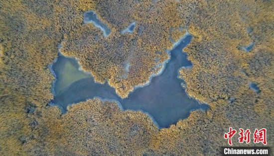 11月28日，在新疆博斯腾湖博湖县段的芦花岗芦苇区，薄薄的一层冰面上的芦苇格外壮观。　确·胡热　摄