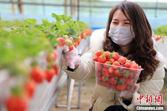 果农们当日采摘的草莓将会在严格防控疫情的基础上，销往市场，丰富民众的生活。　年磊 摄