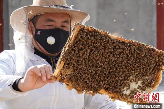 新疆巴州库尔勒市特克旗乡蜂农赵逸对蜂群进行春季繁殖管理。　确·胡热　摄