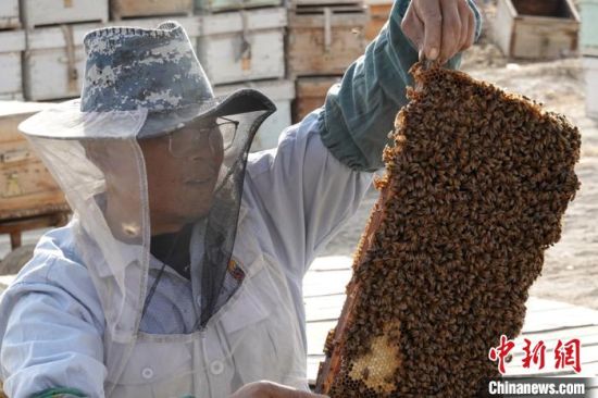 新疆巴州库尔勒市蜂农夏华喜对蜂群进行春季繁殖管理。　确·胡热　摄